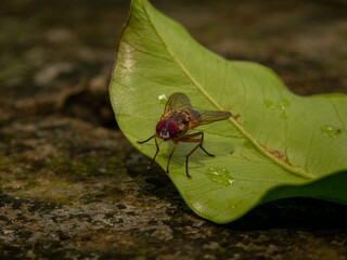 fly