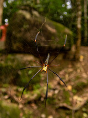 spider