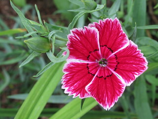 Zbliżenie na kwiaty rośliny z gatunku Dianthus © Kumulugma