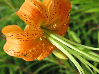 Zbliżenie na barwny kwiat lilii © Kumulugma