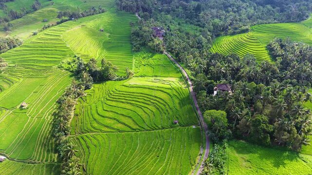 Aerial view of Tabanan Rice paddies in Tabanan, Bali, Indonesia