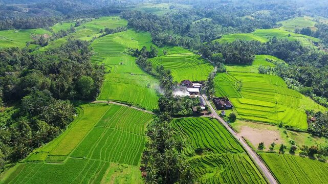 Aerial view of Tabanan Rice paddies in Tabanan, Bali, Indonesia