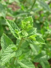 Zbliżenie na młode pędy mięty © Kumulugma