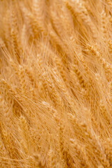 Ripe wheat ears background pattern.
