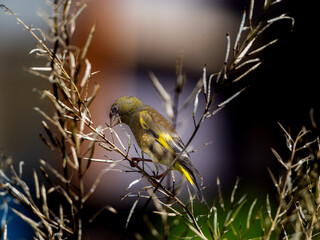 枝にとまるカワラヒワ