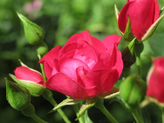 Zbliżenie na kwiat czerwonej róży © Kumulugma