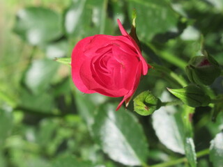 Zbliżenie na kwiat czerwonej róży © Kumulugma