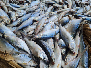 pile of fresh milkfish with silver scales.