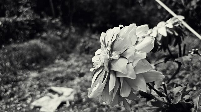 Dahlia, large flower in garden, Monochrome pattern.