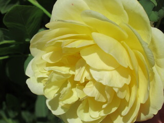 Zbliżenie na kwiat żółtej róży © Kumulugma