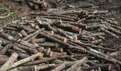 Cutting down old rubber trees to plant new ones