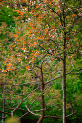 autumn orange green foliage park idyllic floral garden nature view vertical photography