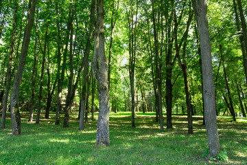 Summer forest in the sunshine, Belarus