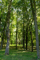 Summer forest in the sunshine, Belarus