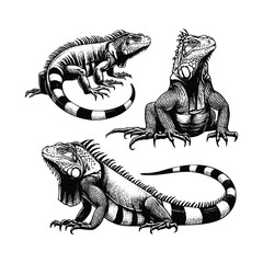 hand drawn set Illustration of Iguana. Vintage engraving Iguana vector illustration isolated on white background