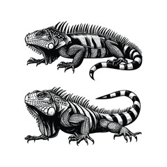 hand drawn set Illustration of Iguana. Vintage engraving Iguana vector illustration isolated on white background