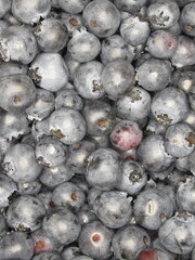 Zbliżenie na owoce borówki amerykańskiej © Kumulugma