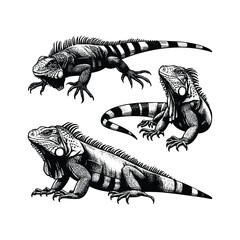 hand drawn set Illustration of Iguana. Vintage engraving Iguana vector illustration isolated on white background