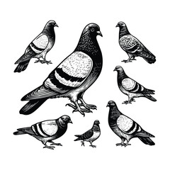 hand drawn set Illustration of Pigeon. Vintage engraving Pigeon vector illustration isolated on white background