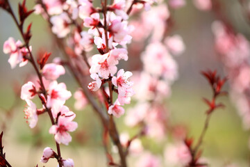 Peach trees blossom in spring