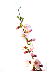 Obraz premium Peach trees blossom in spring