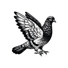 hand drawn Illustration of Pigeon. Vintage engraving Pigeon vector illustration isolated on white background