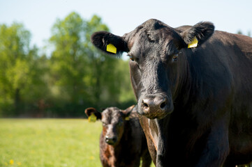 Black angus cow portrait with calf in background