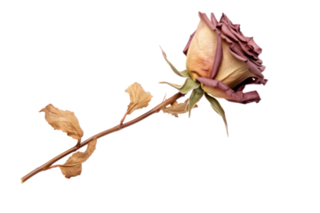 A close-up shot of a single dried rose, isolated on a white background.