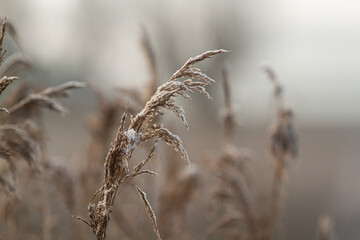Winter landscape, close view of waving reed plants by morning frost