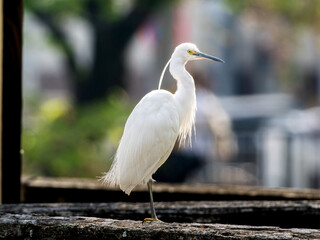 手すりにとまるコサギ