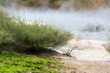 Coursetia in the Geothermal active valley