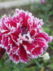 Zbliżenie na kwiaty rośliny z gatunku Dianthus © Kumulugma