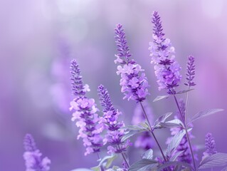 Vibrant Lavender Fields, Aromatic Purple Flowers in Fog