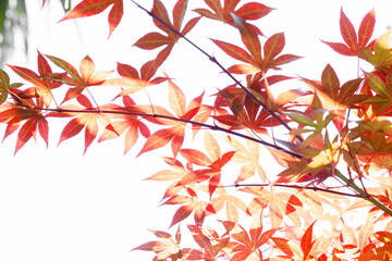 Autumn fall red gold leaves tree blue sky background cover