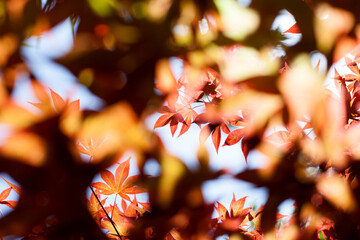 Autumn fall red gold leaves tree blue sky background cover