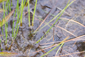 オレンジ色や緑色がきれいなイトトンボ