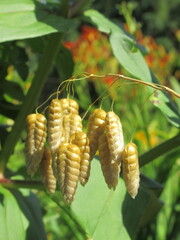 Zbliżenie na kwiaty trawy z gatunku Briza © Kumulugma