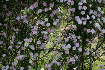 たくさんの淡いピンクの花を付けたバラ