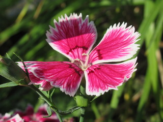 Zbliżenie na kwiaty rośliny z gatunku Dianthus © Kumulugma