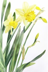 Narcissus сhamomile flower. Wildflower branch. Spring summer delicate fragile flora. Design of albums, notebooks, banners, postcards, posters