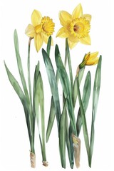 Narcissus сhamomile flower. Wildflower branch. Spring summer delicate fragile flora. Design of albums, notebooks, banners, postcards, posters