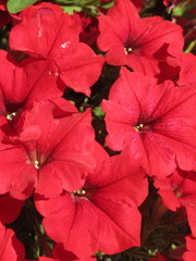 Zbliżenie na kwiaty rośliny z gatunku petunia © Kumulugma