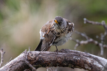Fieldfare stands on a branch