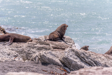 Fototapeta premium A group of New Zealand fur seals, or kekeno, socialising on the rocks. 