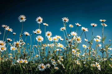 Field of Daisies, Close-up View © Gayan
