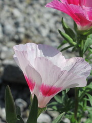 Zbliżenie na kwiaty rośliny z gatunku Eschscholzia californica © Kumulugma