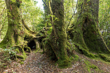 Remnant stand of three antarctic beech trees (nothofagus moorei) in Border Ranges National Park, New South Wales, Australia.