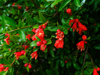 red pomegranate flowers on a branch close-up