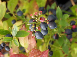 Zbliżenie na owoce borówki amerykańskiej © Kumulugma