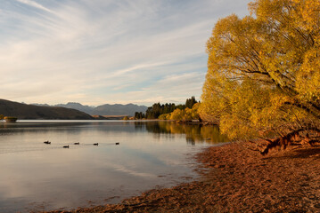Willow tree on the shore of Lake Tekapo in golden, evening light. The leaves are turning yellow in early autumn, or fall. Otago, South Island, New Zealand.